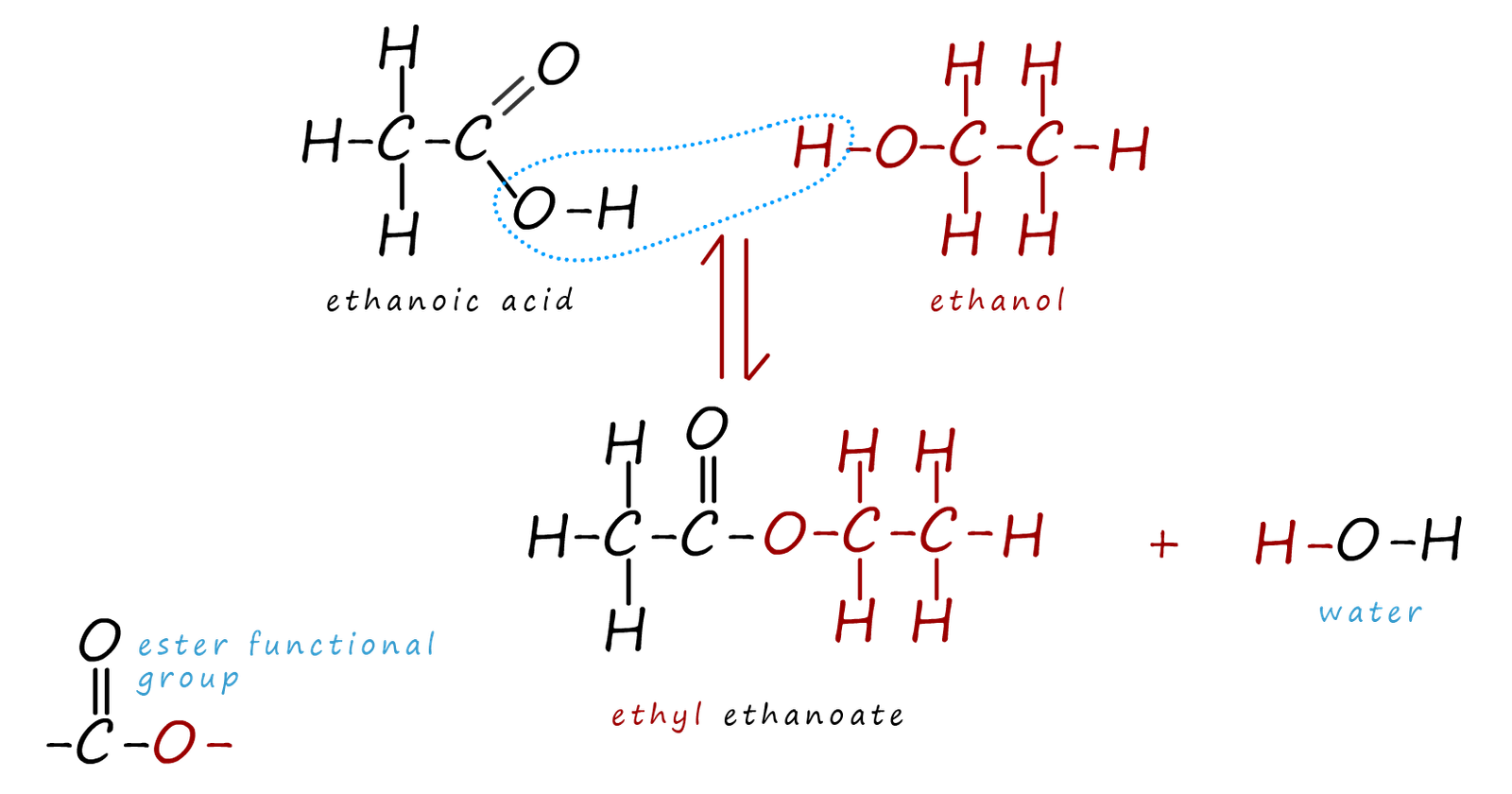 Model equation to show how to make ethyl ethanoate.